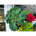 thumbnail image 2 of STANDARD HYDROPONIC TOWER - EXOTOWER 4 Tier KIT INDOOR HYDROPONIC GARDEN - VERTICAL HYDROPONIC GARDEN WITH IRRIGATION BLOCK AND LID for indoor and outdoor use, 2 of 8