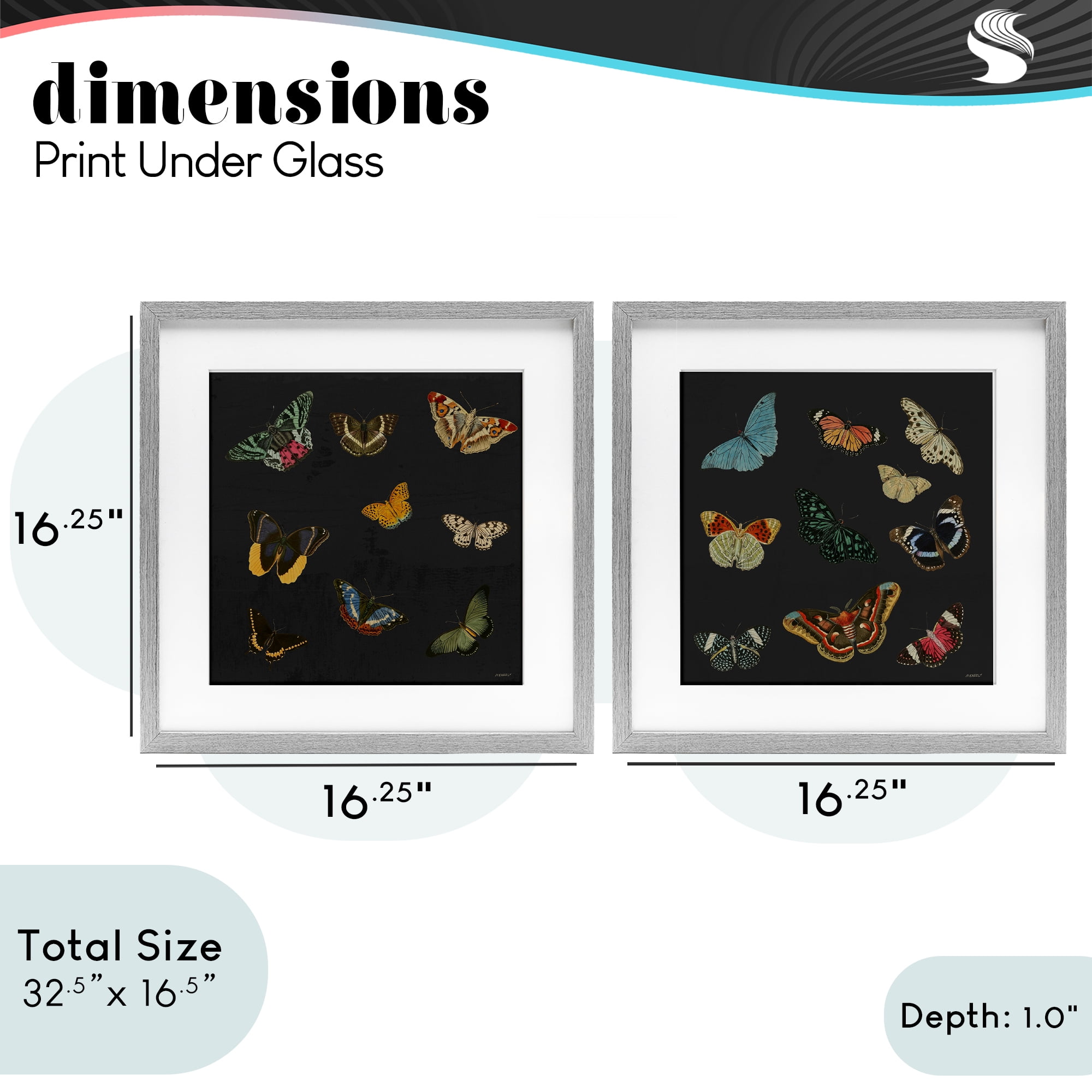 Stupell Industries Entomology Collection on Black 2 Piece Gray Framed Print Under Glass Set, design by Dan Meneely