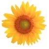 Florafly