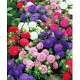 thumbnail image 3 of shiyou-- 100+ Aster Nain - Mélange de Fleurs, 3 of 4