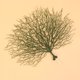 thumbnail image 4 of 1 rama de coral artificial de plástico para decoración paisajística, ideal para bodas, acuarios y el hogar (verde)., 4 of 7