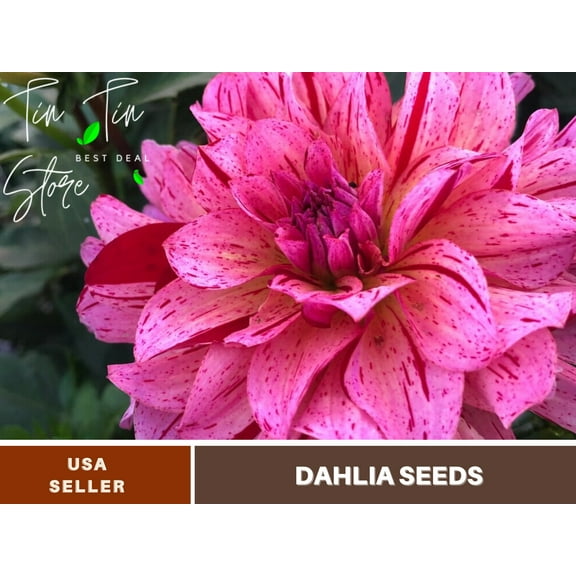 40  Seeds| Cha Ching Dahlia Perennial Seeds - Flower See | Seeds, Herbal Seeds, No GMO, Chinese Seeds, Authentic Seed#D030
