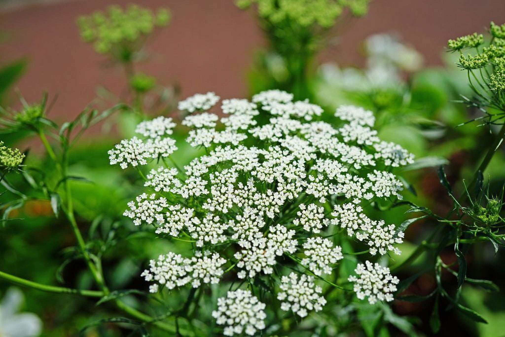 Bishops Flower | False Queen Anne's Lace Seeds | Non-GMO