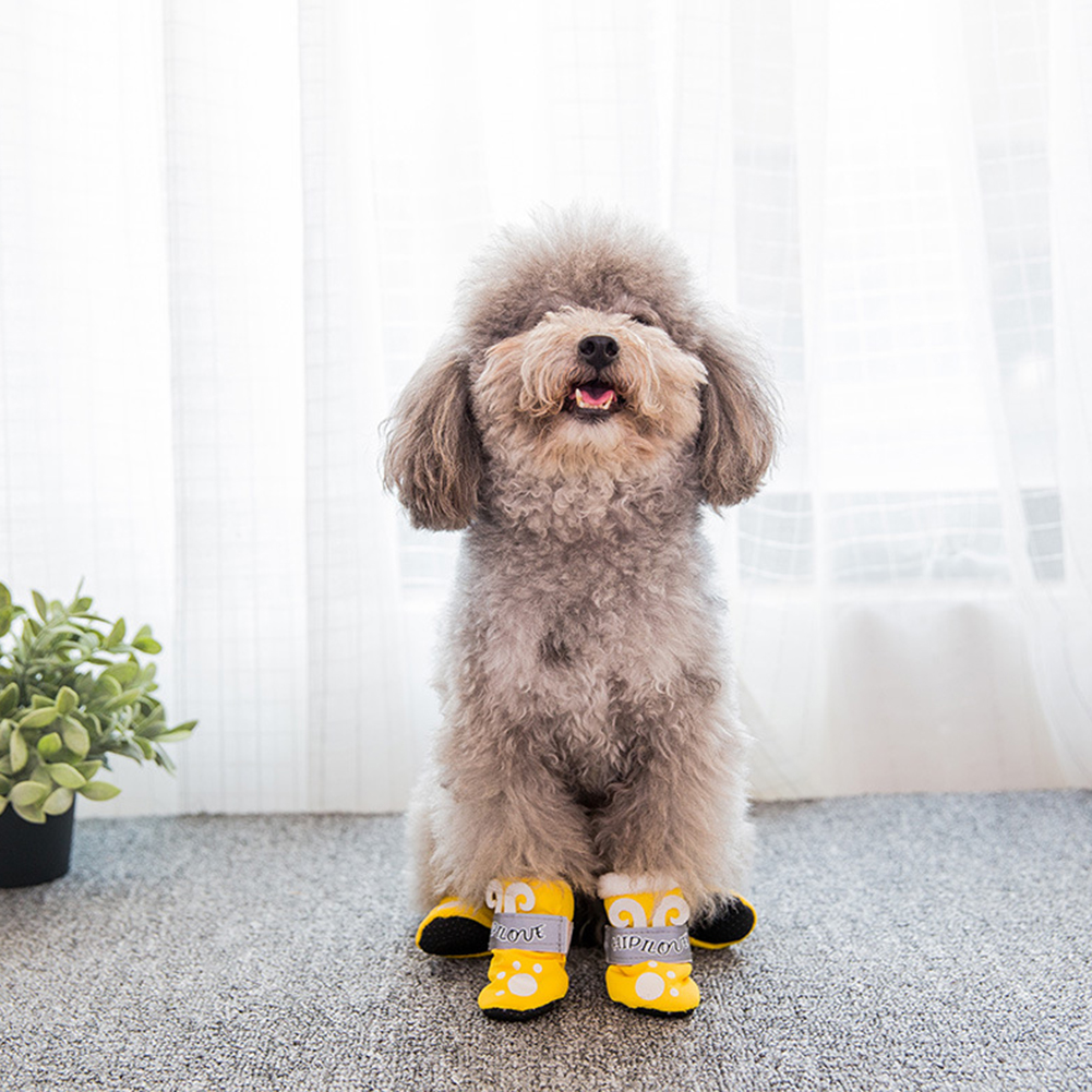 labradoodle shoes