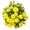 Yellow, variant on Expert Gardener 3QT Yellow Mum Live Plant