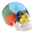 thumbnail image 2 of Skull Model, Human Skull Included Full Set Removable Partitioned Skull Model Christmas Halloween Decorated B, 2 of 7