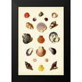 thumbnail image 2 of Gabriel Muller 17x24 Black Modern Framed Museum Art Print Titled - Muller Shells Tab. XI, 2 of 5