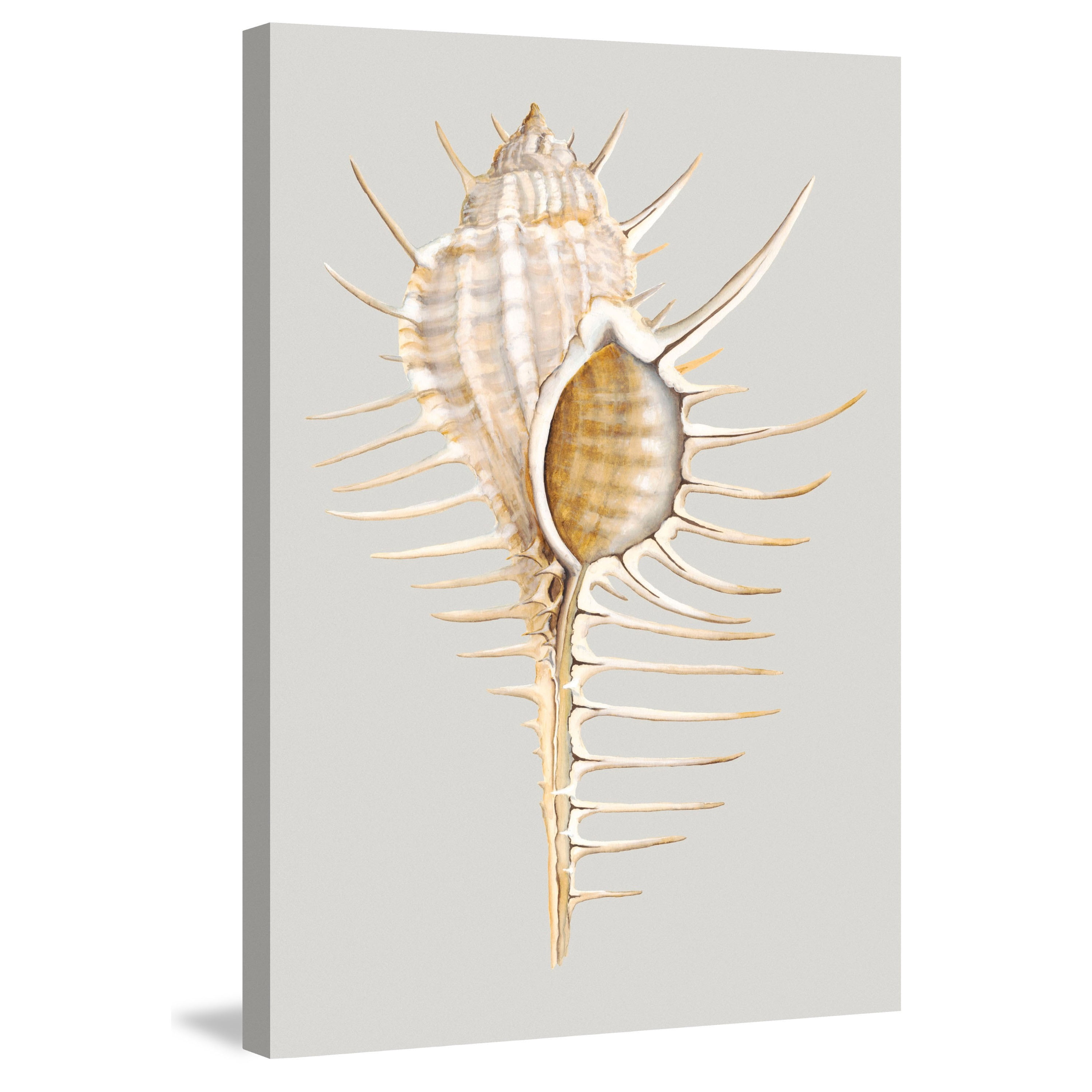 Marmont Hill "Spiny Murex" Painting Print on Wrapped Canvas