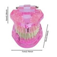 thumbnail image 4 of Sylvtty Dental Implant Model Teaching Aid for Dentist Student School Removable Teeth Orthodontic Demo Models Dental Prosthetic Demonstration, 4 of 6