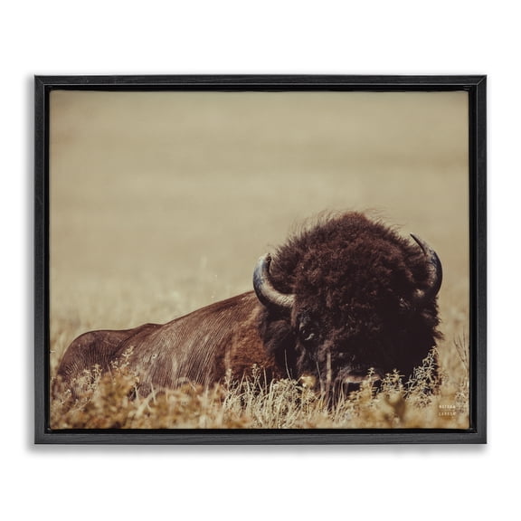 Stupell Industries Rustic Lodge Resting Bison Photography Black Floating Frame Canvas Art, 21 x 17, by Nathan Larson