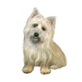 thumbnail image 2 of CafePress - Cairn Terrier (#4B) Mug - 11 oz Ceramic Mug - Novelty Coffee Tea Cup, 2 of 4
