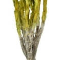 thumbnail image 4 of Vickerman 13-14" Basil Everlasting Flowers, approximately 23 blooms, Dried, 4 of 4