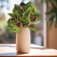 thumbnail image 4 of zhangmingg Greenery Wall Outdoor Decorative Arrangement for Landscaping and Patio Design, 4 of 4