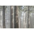 thumbnail image 3 of Mahan, Kathy 24x17 Black Modern Framed Museum Art Print Titled - Fog in the Forest I, 3 of 5