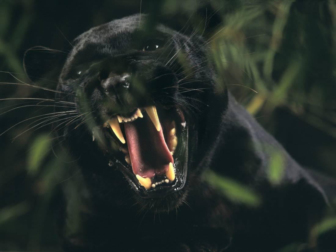 Рот черного цвета. Пума Ягуар пантера. Черный Ягуар оскал. Пантера клыки. Пантера зубы.