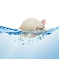thumbnail image 3 of luoxinkenToy Squishy Toy Under $5 Stress Relief Vent Temper Toy Super Cute Can Inflate Small Animals Racket Ball Vent Decompression Toy, 3 of 4