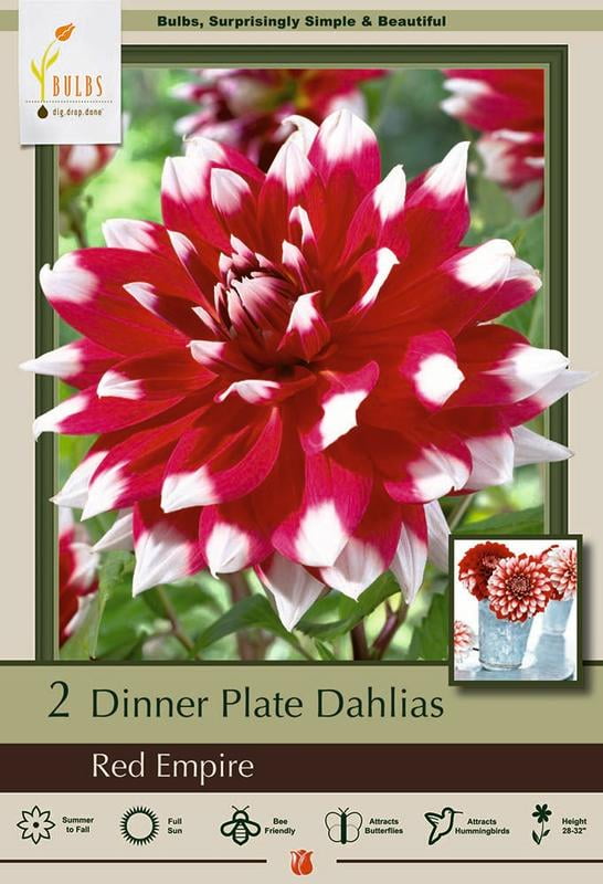 Red Empire Decorative Dahlia 2 Bulb Clumps
