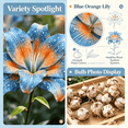 thumbnail image 3 of Lily Bulbs,Low Maintenance - Easy Grow - Ideal For Beds Borders, Plant Pots & Planters, 3 of 4
