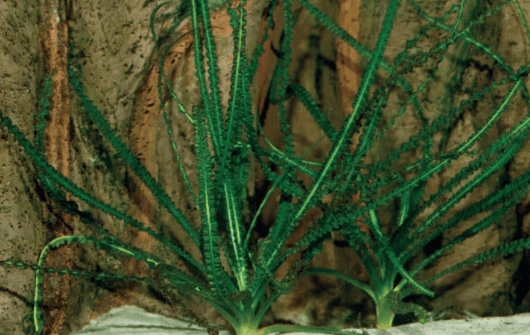 Crinum Calamistratum Live Aquarium Plant – Easy Care Freshwater Aquatic Plant for Fish Tank