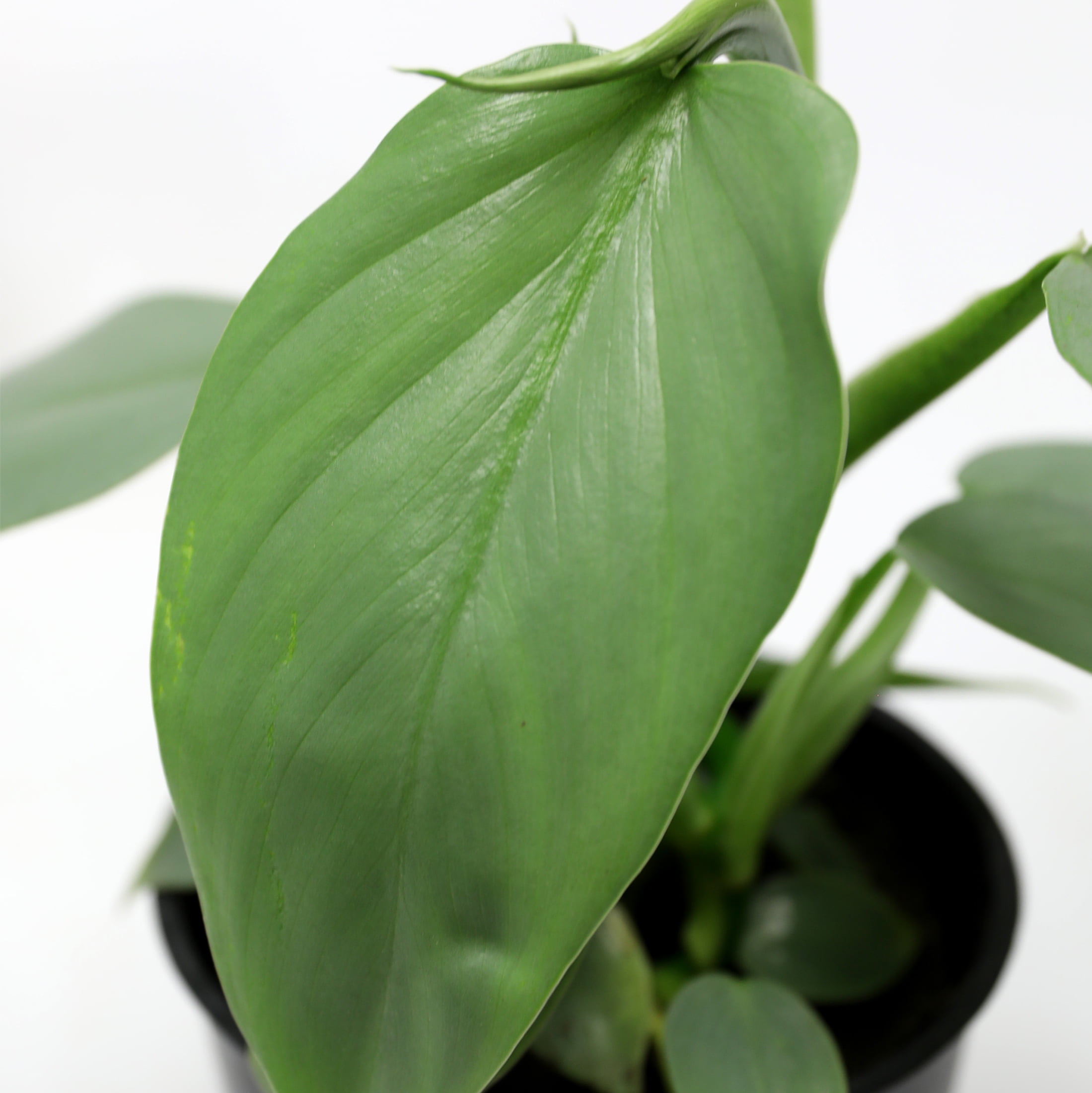 Wild Interiors Philodendron Silver Cloud in White Pot – 5in Rare Variety