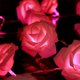 thumbnail image 1 of Guirnalda de luces de 4,5 m con 30 flores LED de color blanco cálido para interiores - Rosa, 1 of 2