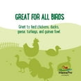 thumbnail image 5 of Manna Pro Farmhouse Favorites Chicken Treats - Triple Bug Mix  - 1 Bag - 2lb, 5 of 7