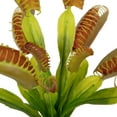 thumbnail image 2 of Vickerman 12" Green Artificial Venus Flytrap Plant 3/pk, 2 of 6