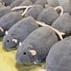thumbnail image 1 of Flower rat doll simulation big rat plush toy pillow cute funny guinea pig girl boyfriend birthday gift 50cm, 1 of 4
