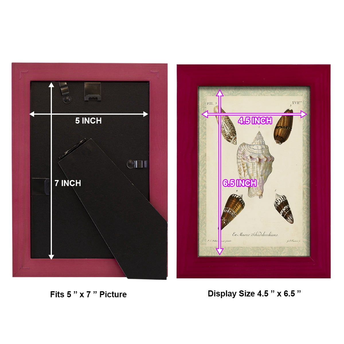 Bookplate Shells IV - Framed Print w/glass - Cherry Red