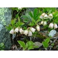 thumbnail image 2 of Baby Blue Groundcover Blueberry Plant - Quart Pot-Edible Groundcover - Very Sweet - No Shipping to Washington State or Oregon, 2 of 2