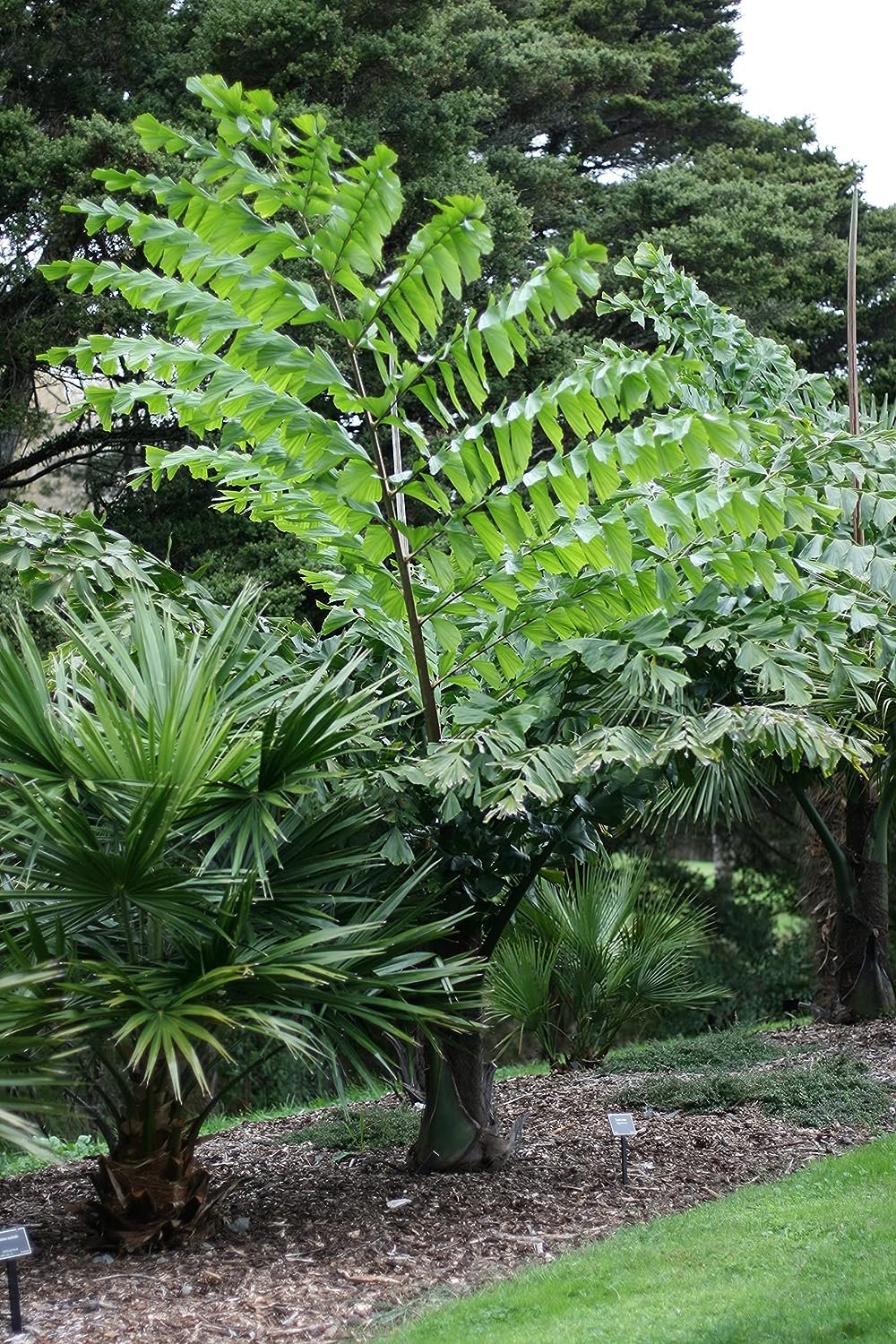 Giant Fishtail Palm - Live Plant in an 10 Inch Growers Pot - Caryota Obtusa - Extremely Rare Ornamental Palms from Florida - image 2 of 4