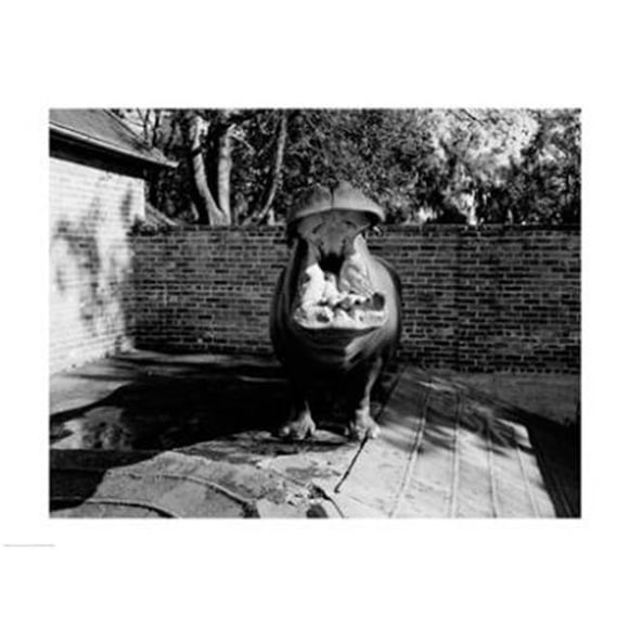 PVT/Superstock SAL255420687 USA Louisiana New Orleans Hippopotame au zoo yawning -24 x 18- Affiche Imprimée