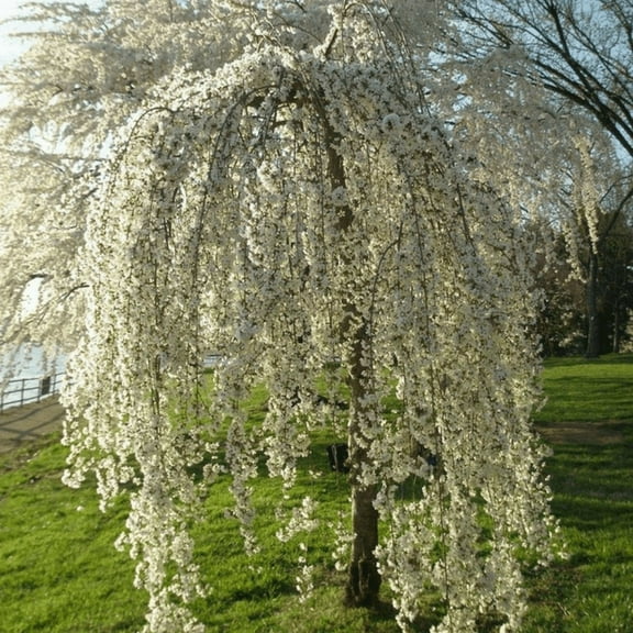 Weeping Cherry Blossom Tree Live, White Cherry Flower Live Tree from 6'' Tall, Dormant Tree, Ideal for Outdoor Garden