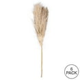 thumbnail image 6 of Vickerman 46" Dried Natural Pampas Grass, 6 pieces per Pack, 6 of 7