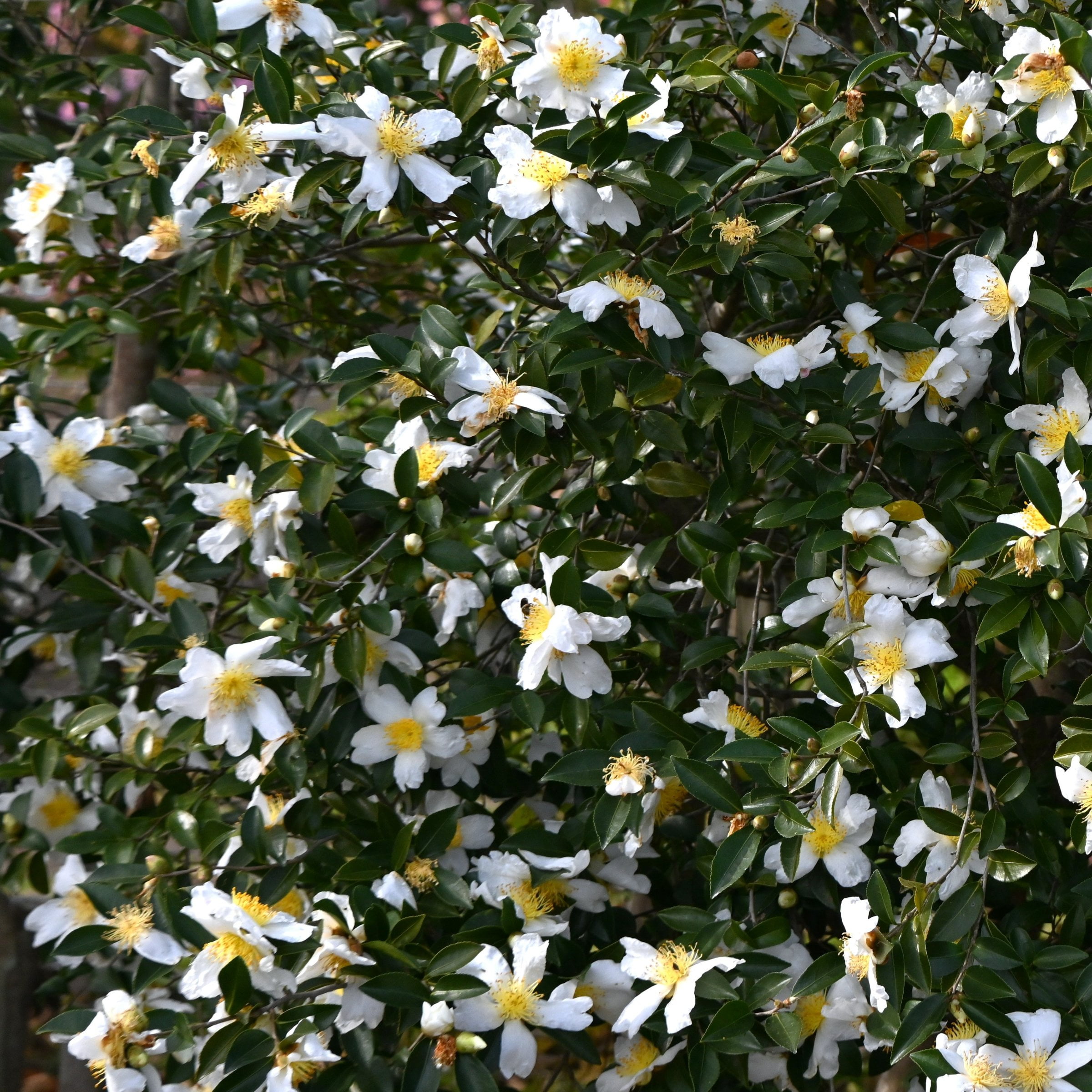 National Plant Network 1 gal. Camellia Sasanqua Daydream Believer Shrub