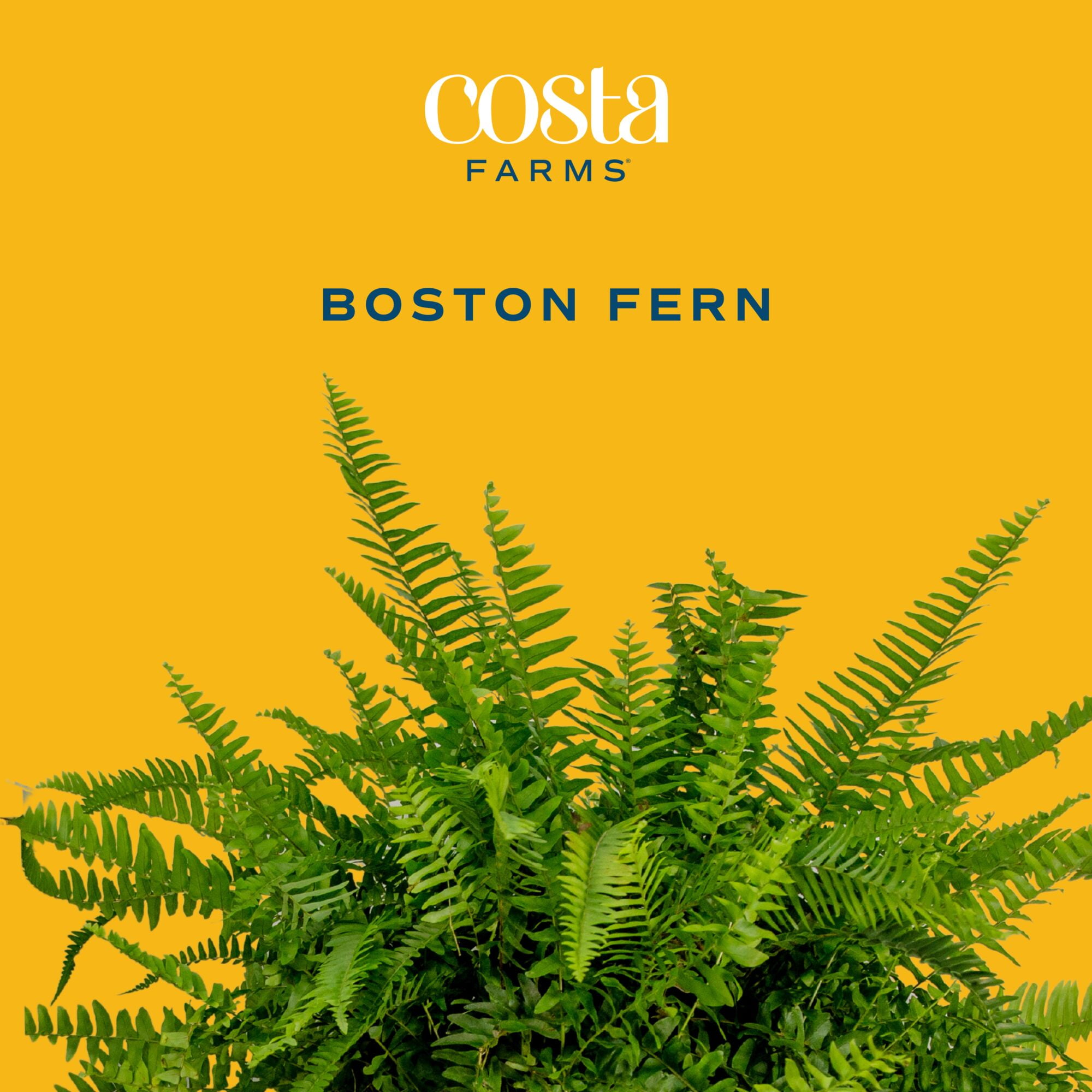 (2 pack) Expert Gardener 22" Tall Boston Fern Live House Plants in 10" Hanging Basket