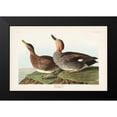 thumbnail image 2 of Audubon, John James 14x11 Black Modern Framed Museum Art Print Titled - Pl 348 Galdwell Duck, 2 of 5