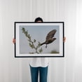 thumbnail image 3 of Cowbird Taking Flight - York Pennsylvania Photography Bird Wildlife Nature Floral Animal Botanical Scenic Black Framed Wall Art Print 18 x 24 inches, 3 of 8