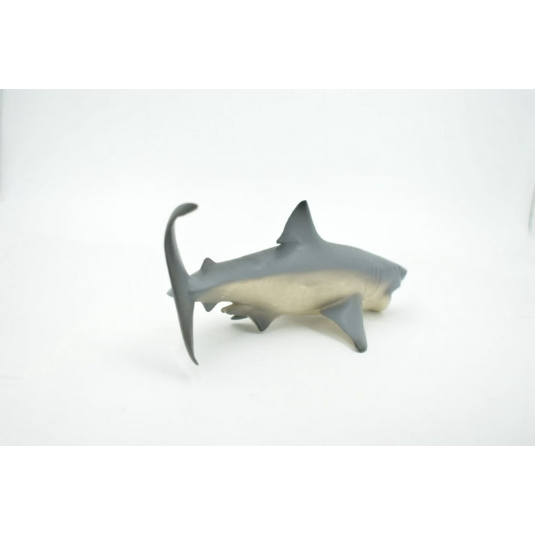 リトルシャーク Shark, Great White, Carcharodon carcharias, Museum Quality