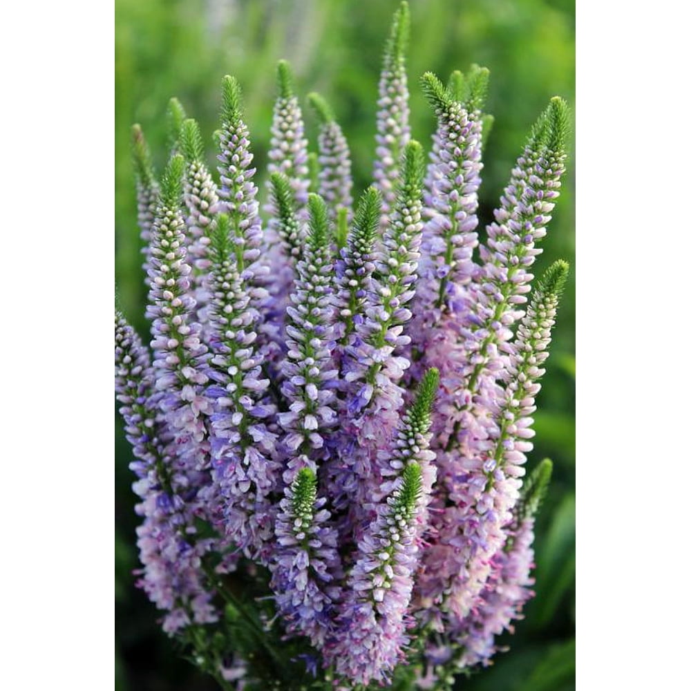 Bicolor Explosion Veronica Speedwell Perennial Gallon Pot