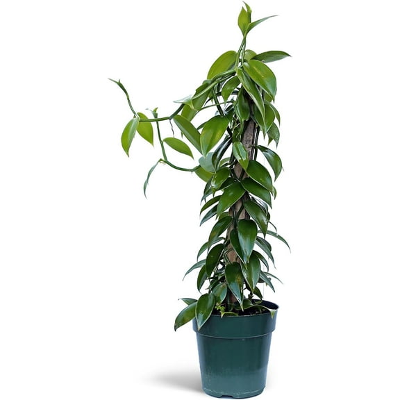 Live Vanilla Orchid, Vanilla Panifolia Orchid with Totem, Birthday Gift, Office Plant, Father's Day Gift, Indoor Houseplant, Plant Lover Gift in 6" Pot