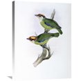 thumbnail image 1 of Global Gallery John Gould,'Franklin's Barbet' Stretched Canvas Artwork, 1 of 3