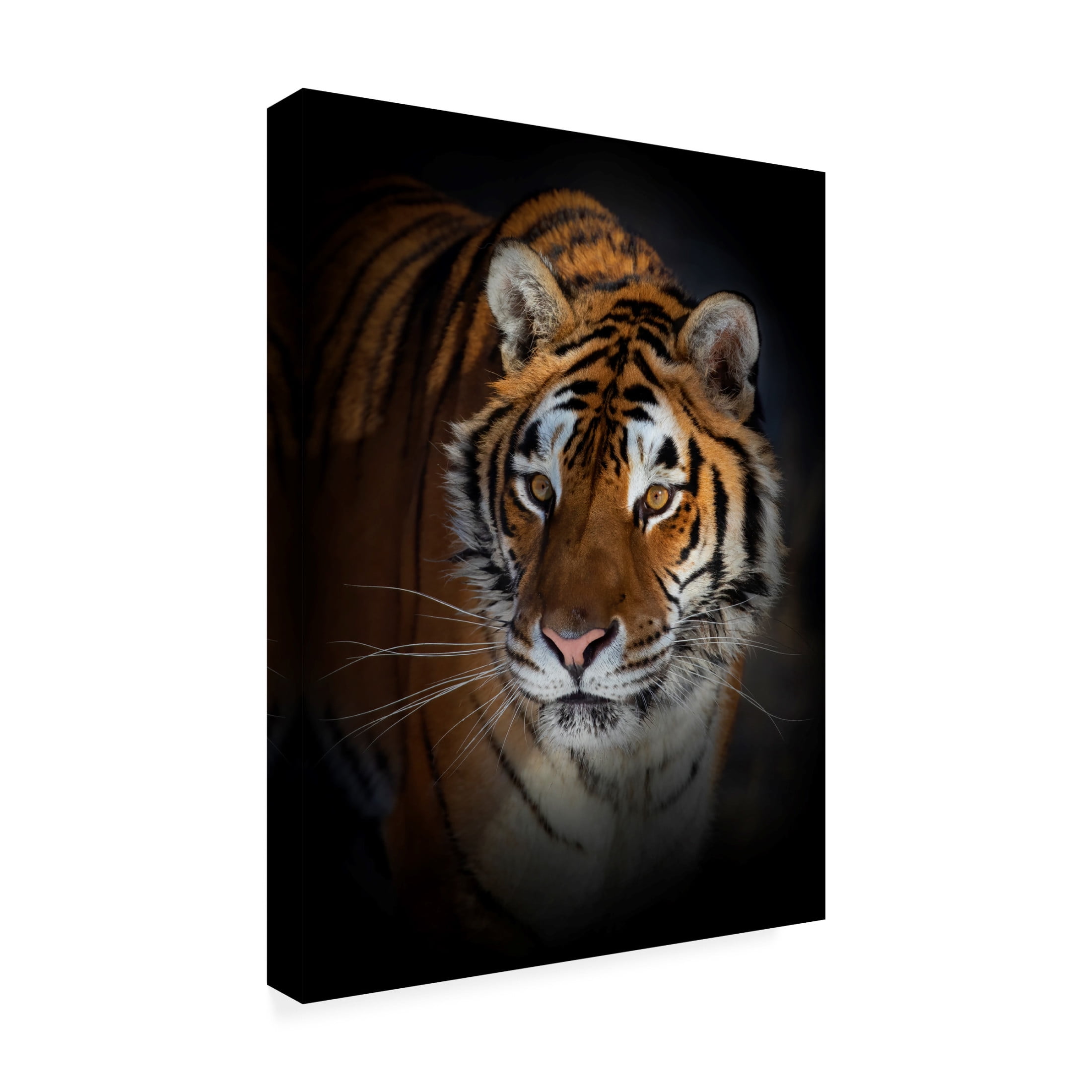 Canvas Wall Art - Jim Cumming 'Portrait Of A Siberian Tiger' Wall Art for Living Room, Bedroom, or Office Décor by Trademark Fine Art - 24 x 32 Inches