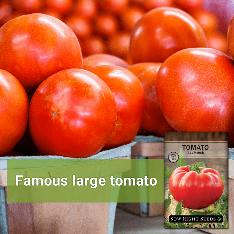 Beefsteak Tomato Seeds - Non GMO Heirloom Varieties for your Home Vegetable  Garden - 3 Pack