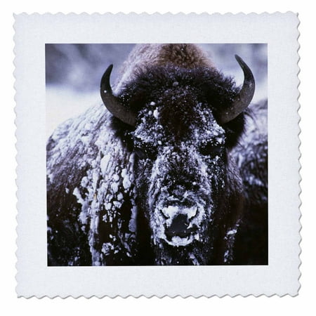 3dRose Yellowstone NP, Bison in Winter - US51 CSL0007 - Charles Sleicher - Quilt Square, 10 by