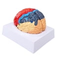 thumbnail image 1 of Anatomical Human Brain Model Cerebral Artery Color Partitioned Left Right Brain Assembled Model for Learning, 1 of 15