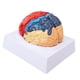 thumbnail image 1 of Modelo anatómico del cerebro humano. Arteria cerebral con particiones a color. Modelo ensamblado del cerebro izquierdo y derecho para el aprendizaje., 1 of 14