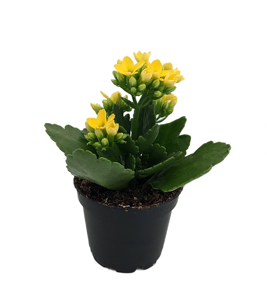 Yellow Kalanchoe 2.5&quot; Pot In Bud and Bloom / Easy