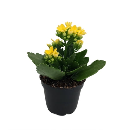 Yellow Kalanchoe - 2.5" Pot - In Bud and Bloom / Easy House Plant