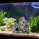 thumbnail image 5 of Ver Acuario Rocalla Escondite Cueva Árbol Pecera Adorno Decoración (11.5*6*11CM) JM, 5 of 5